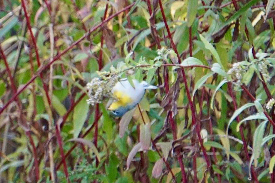 Claudia Clarke-Friend / Macaulay Library at the Cornell Lab of Ornithology (ML276408401)